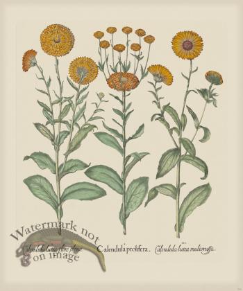 Besler 206 Colored B2